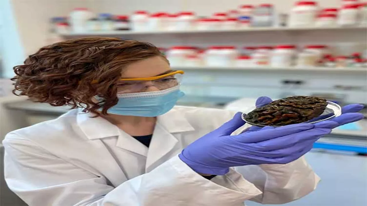 Mysterious preserved human brains found after thousands of years