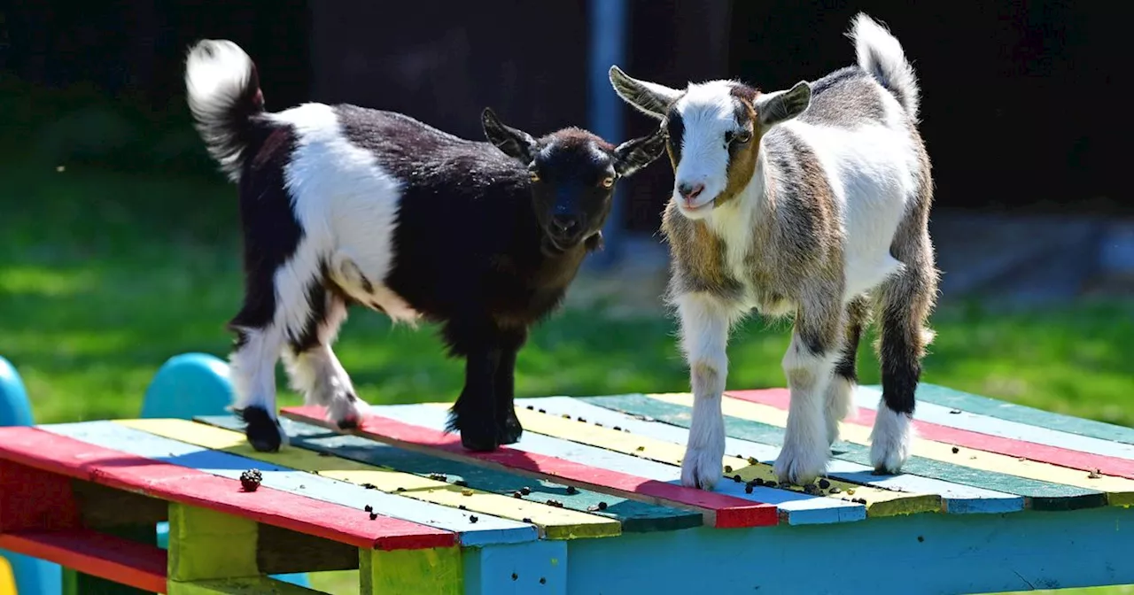 Mersey farm where you can pet baby animals named best in country