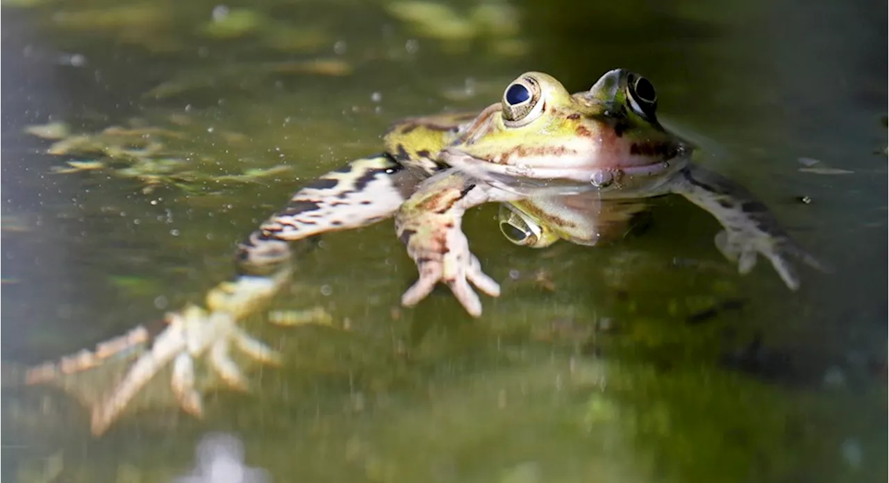 Un estudio revela que las ranas hembra guiñan el ojo a los machos para coquetear