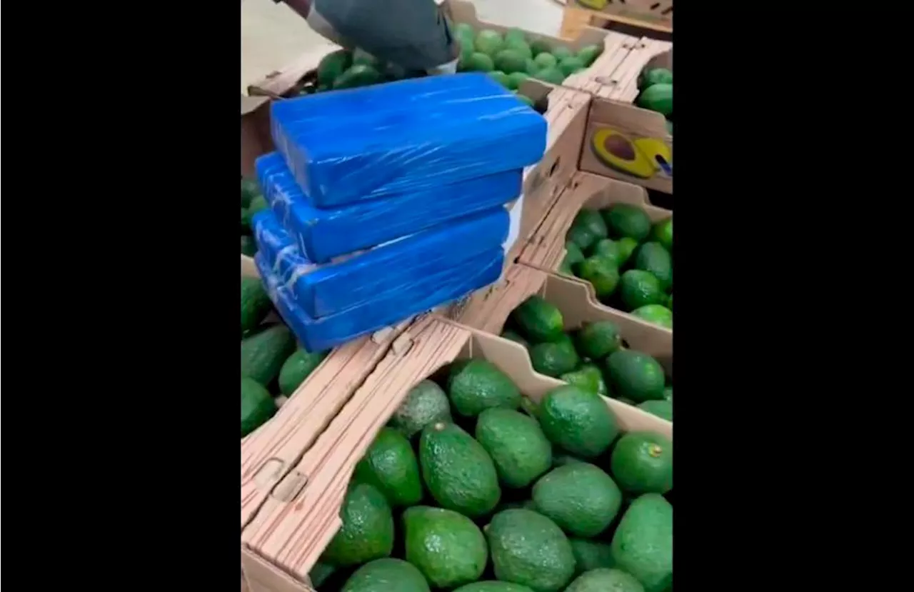 Policía decomisó 1,7 toneladas de cocaína camufladas entre aguacates en Santa Marta