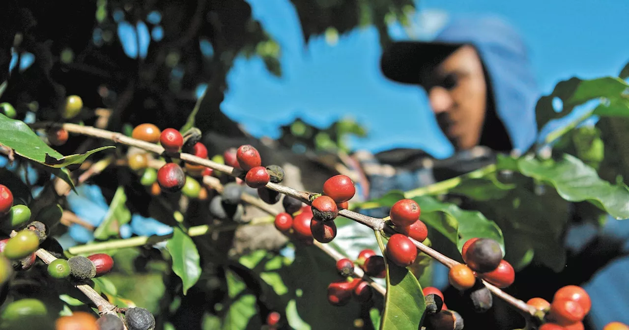 Cayeron 15% las exportaciones de café peruano en 2023