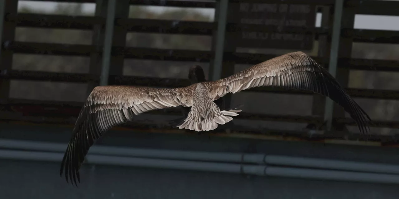 Normandie : les spectacles mettant en scène des animaux sauvages ne seront plus financés par la région,...