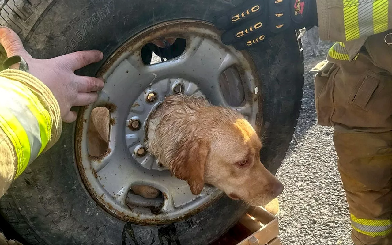 New Jersey firefighters come to the rescue of yellow Labrador stuck in spare tire