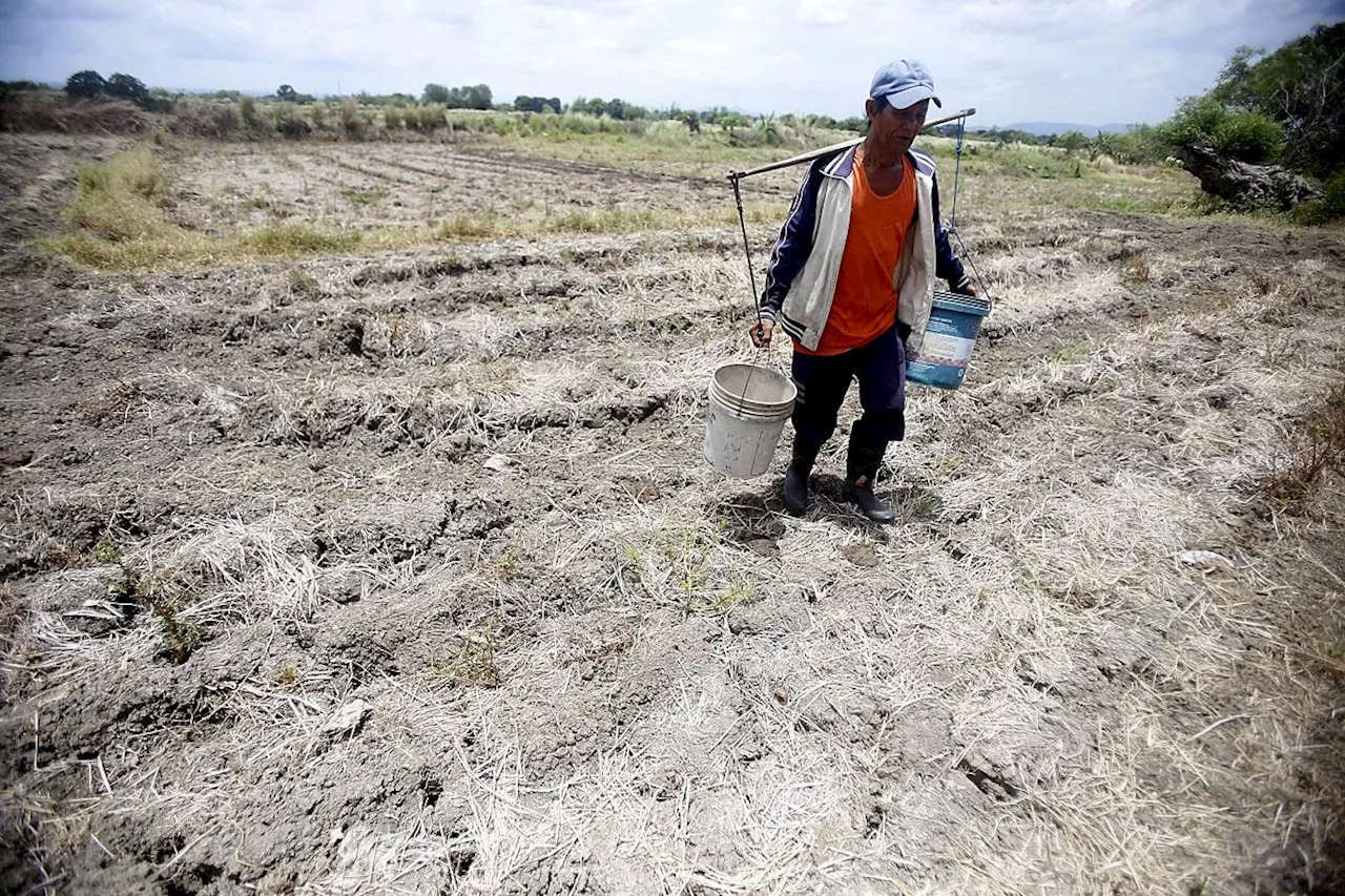 El Niño damage to agriculture rises to P810M — NDRRMC