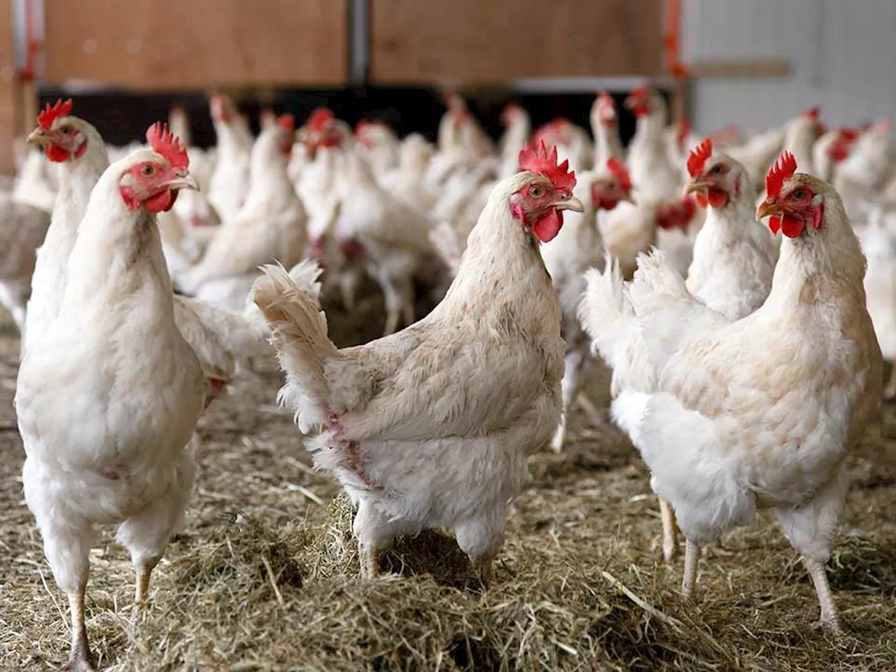 PH lifts ban on poultry importation from Iowa, Minnesota