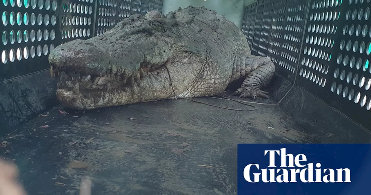 ‘Herbie’ the dangerous 4-metre crocodile captured by Queensland wildlife officers