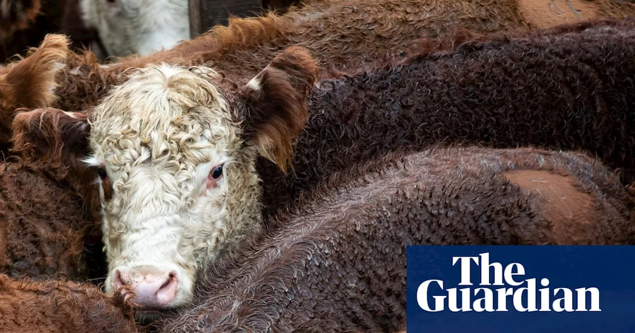 More than 100 cattle die on export ship travelling from Australia to Indonesia