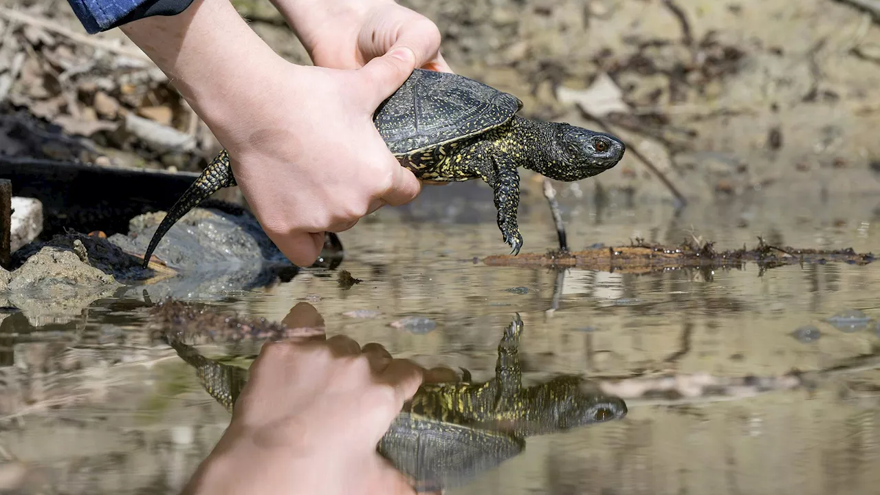 In den Donau-Auen sind die 'Sommerfrischler' angekommen