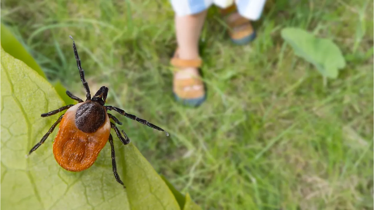 Mit diesen Pflanzen vertreibst du Zecken im Garten