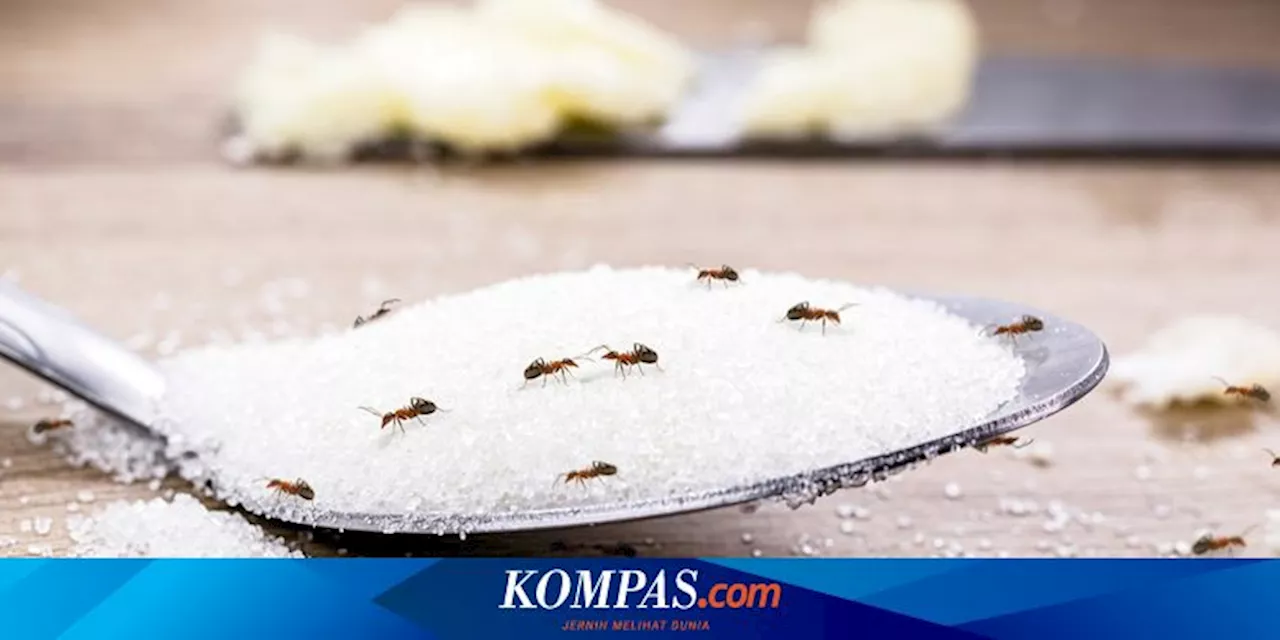 5 Cara Membasmi Semut dari Dapur, Dijamin Enggak Muncul Lagi