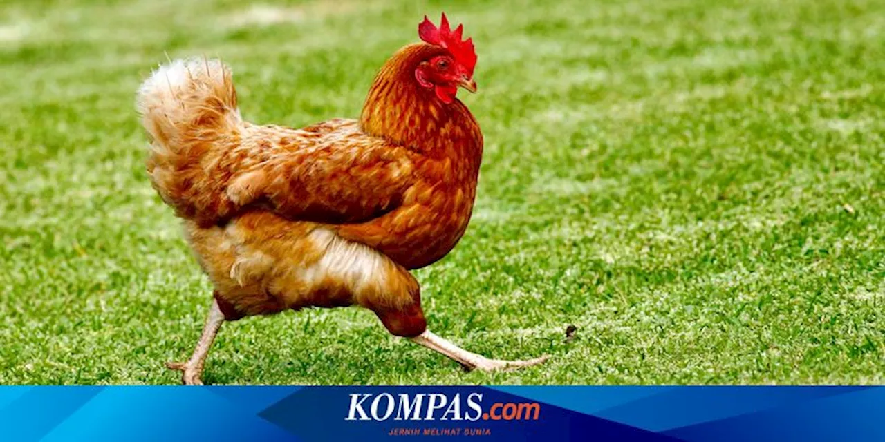 Berapa Lama Ayam Bisa Hidup?