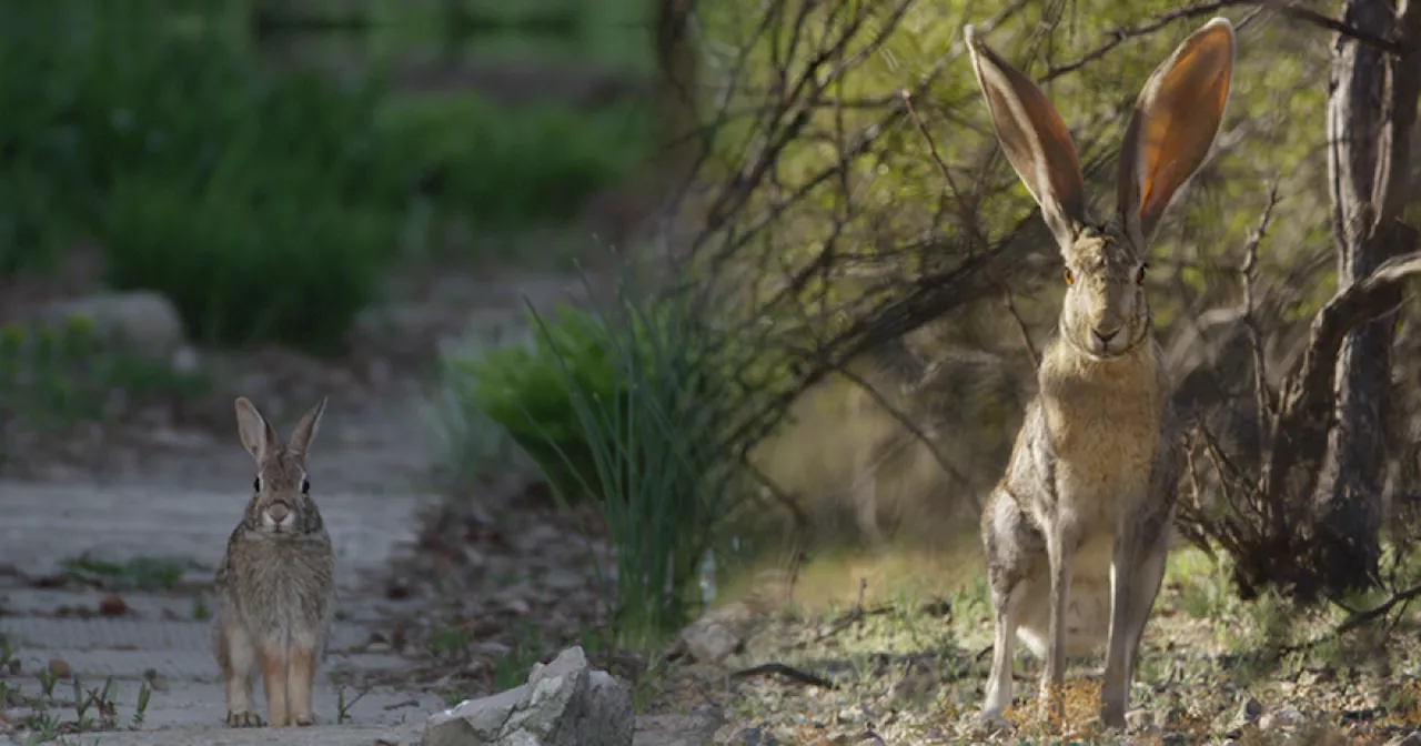 NATURE: Remarkable Rabbits