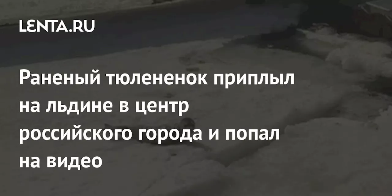 Раненый тюлененок приплыл на льдине в центр российского города и попал на видео