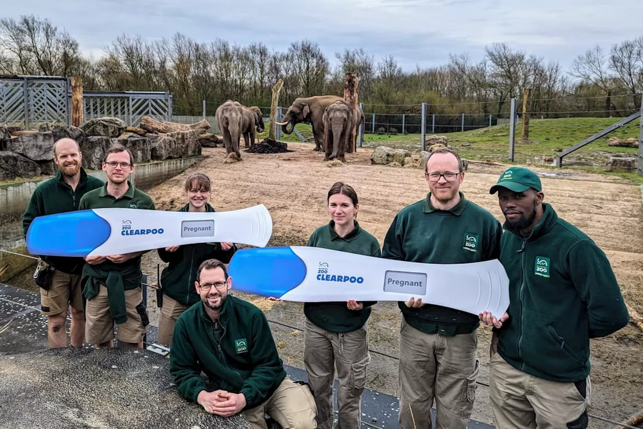 Blackpool Zoo announces exciting news they are expecting two elephant calves in late 2024