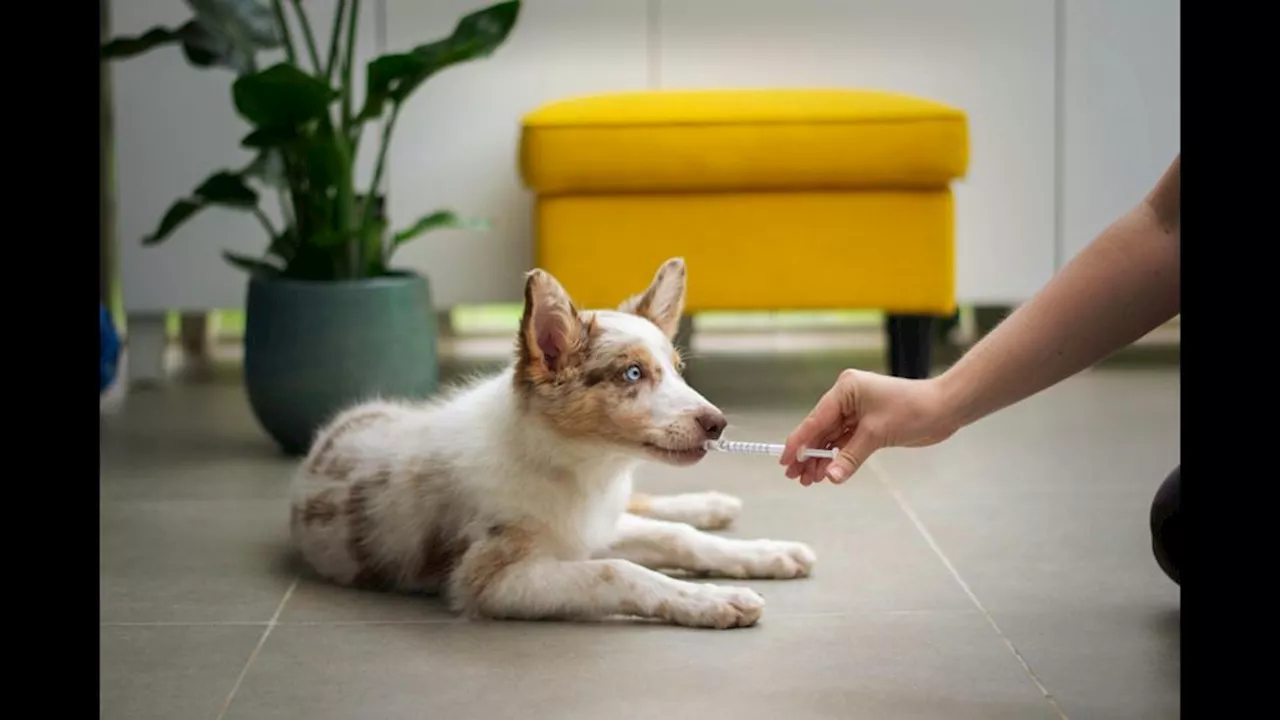 Hundewelpen ungesichert in Auto – Polizei bringt sie nach Kontrolle ins Tierheim