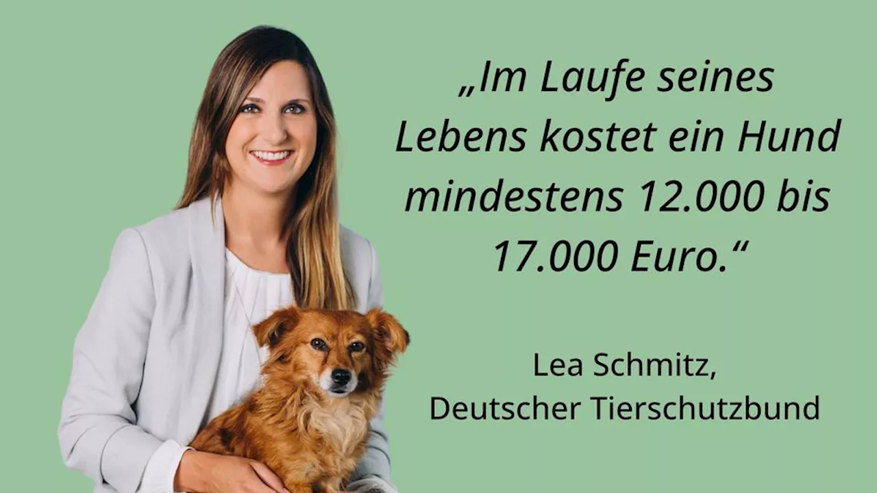 Regeln beim Gassigehen im Wald: Wo Hunde ab April wieder angeleint werden müssen