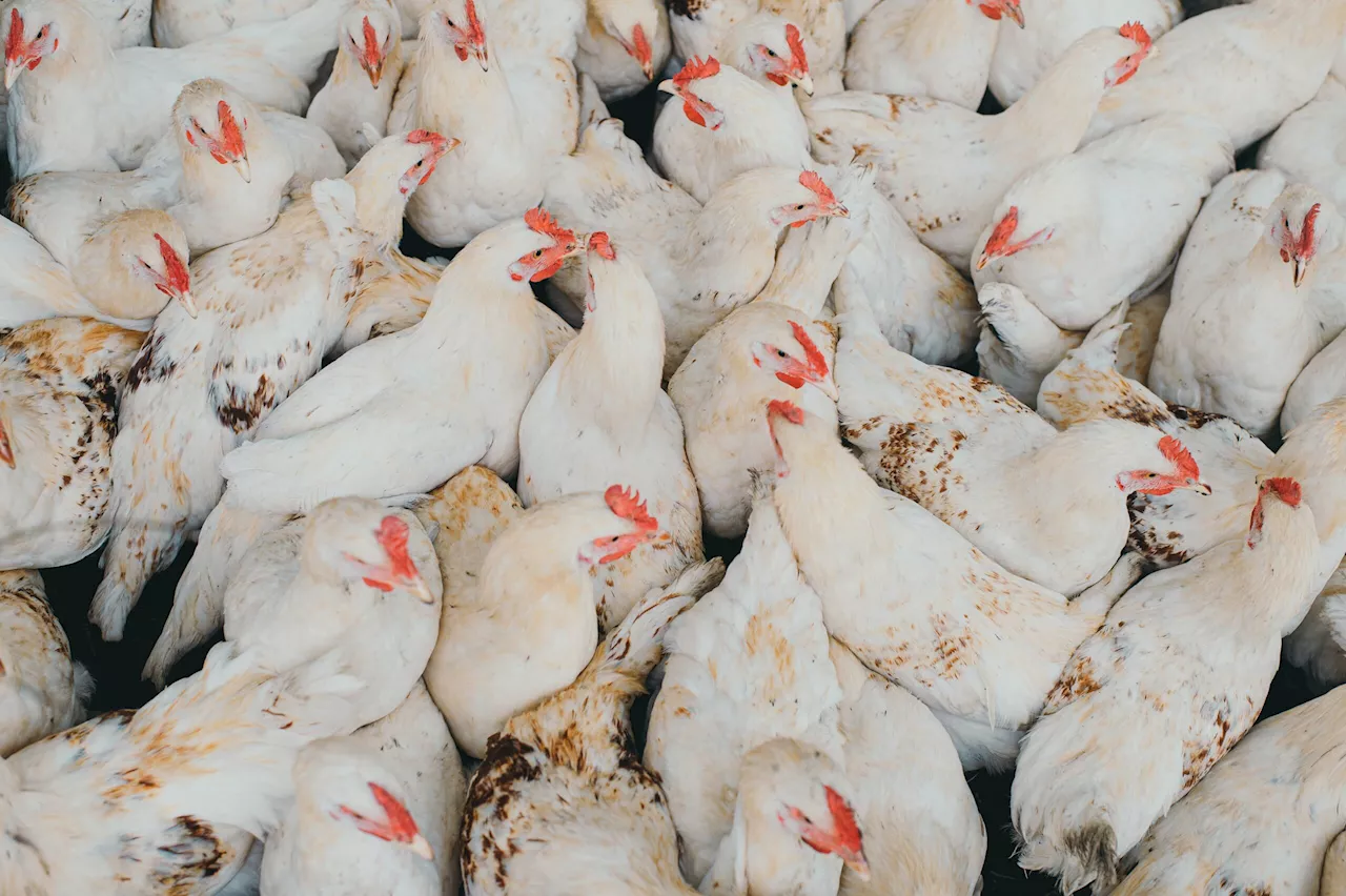 DA lifts ban on US poultry; Sultan Kudarat is bird flu-free