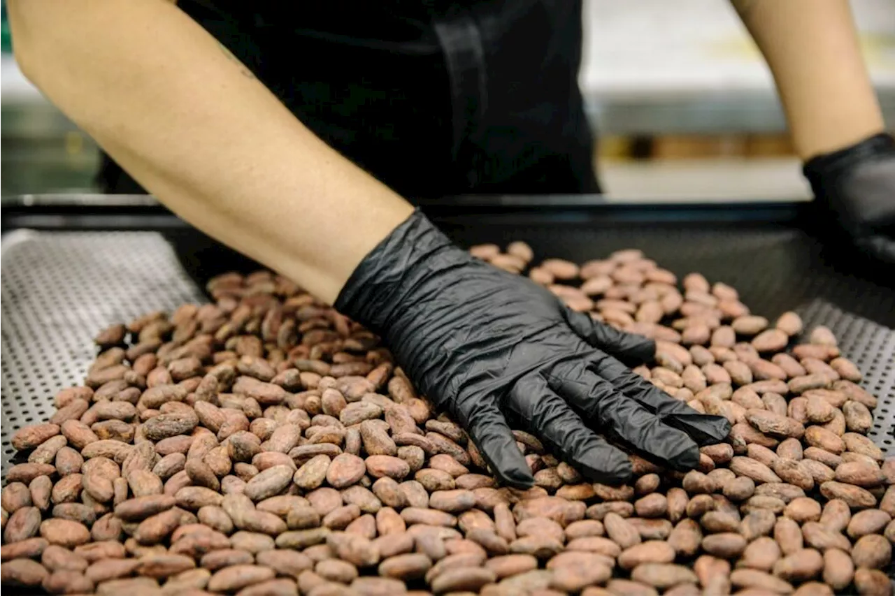 Cocoa is more expensive than copper as it tops $9 000