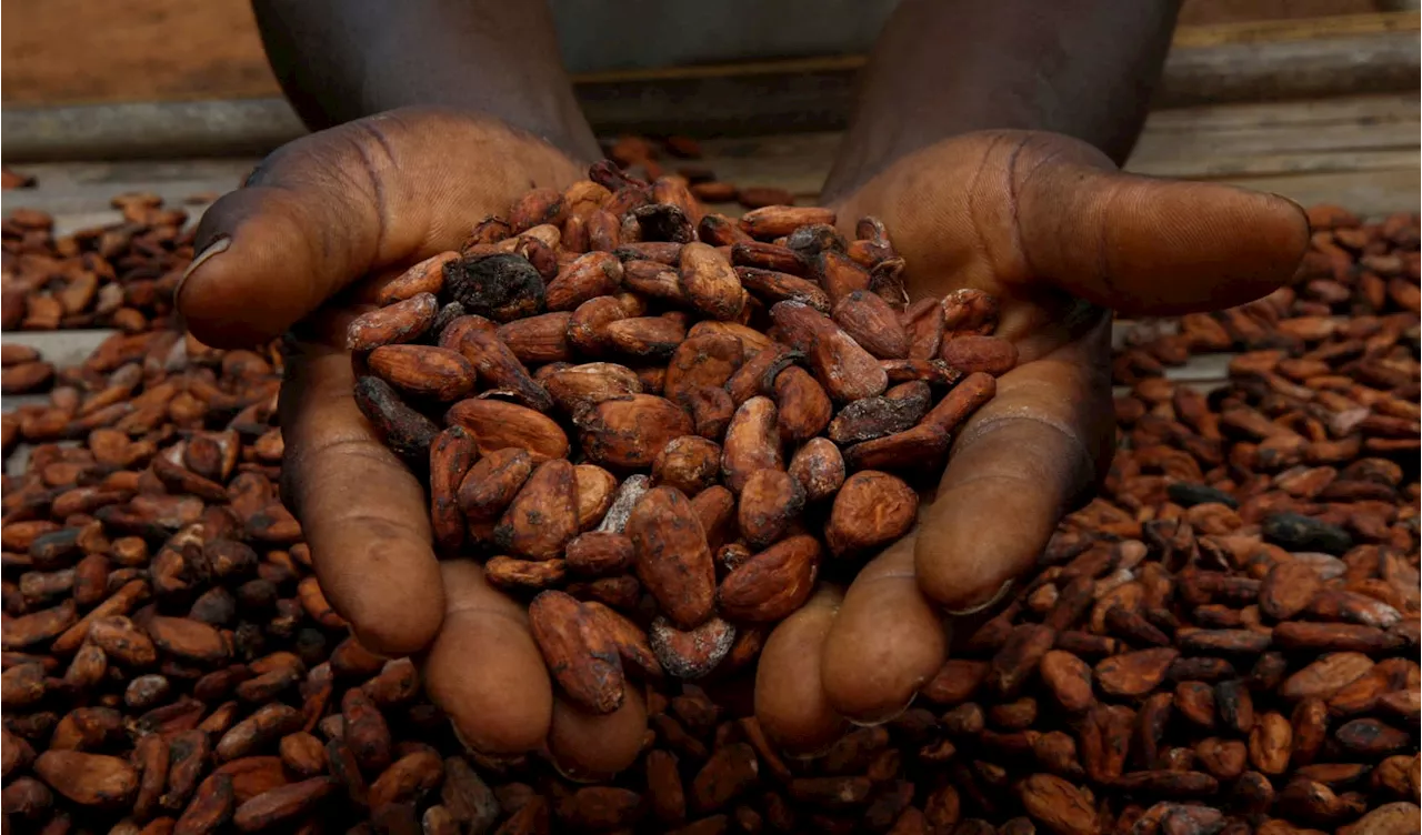 Cocoa prices are soaring to record levels. What it means for consumers and why ‘the worst is still yet to come'