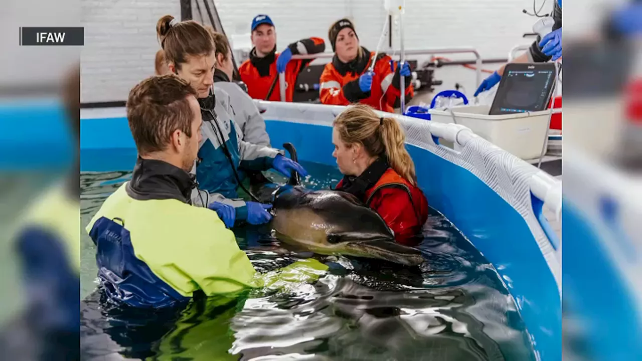 Dolphin stranded on Cape Cod released after stay at new rescue facility