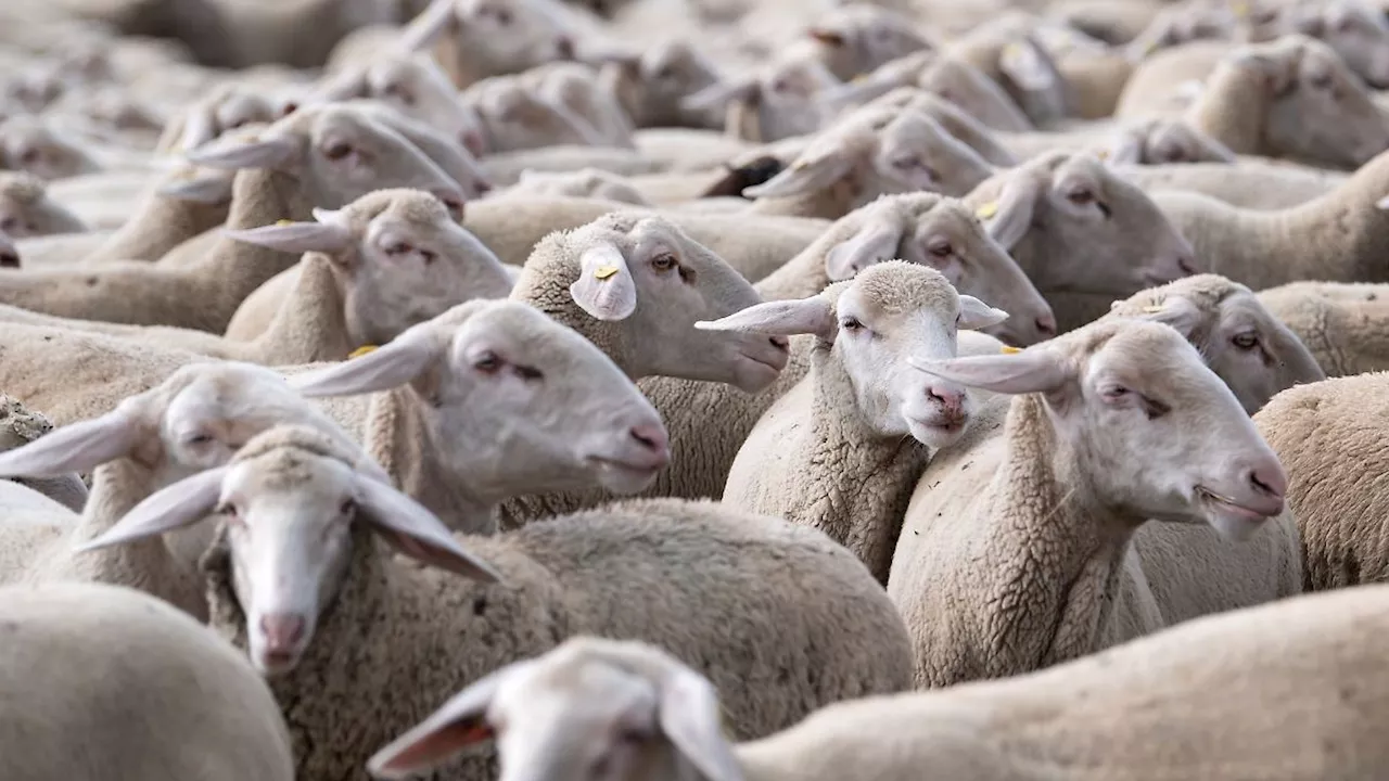 Thüringen: Verband der Schafhalter: Gute Preise für Lammfleisch