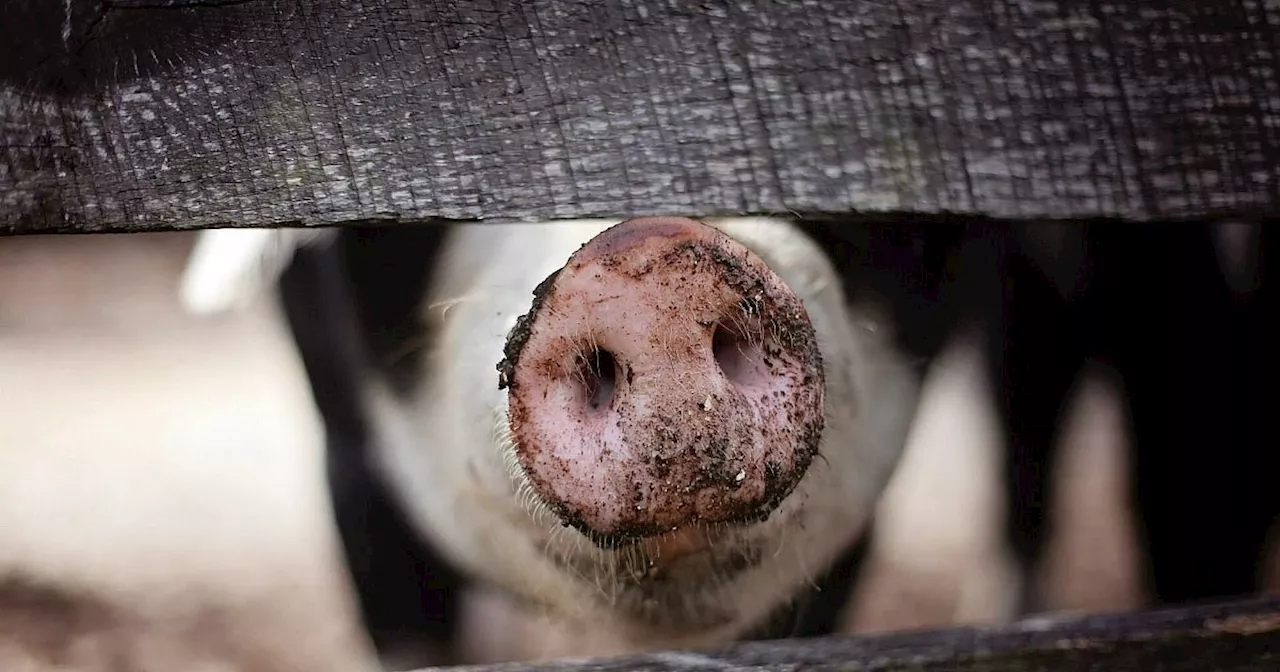 Zahlreiche kranke und verhungerte Schweine: Stemweder Landwirt verurteilt