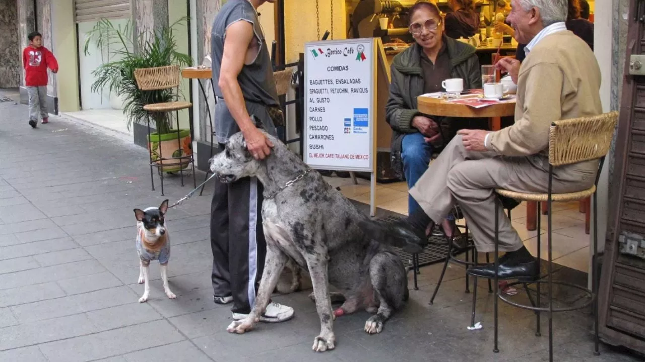 Diputada propone que todos los establecimientos mercantiles en CDMX sean “pet friendly”.