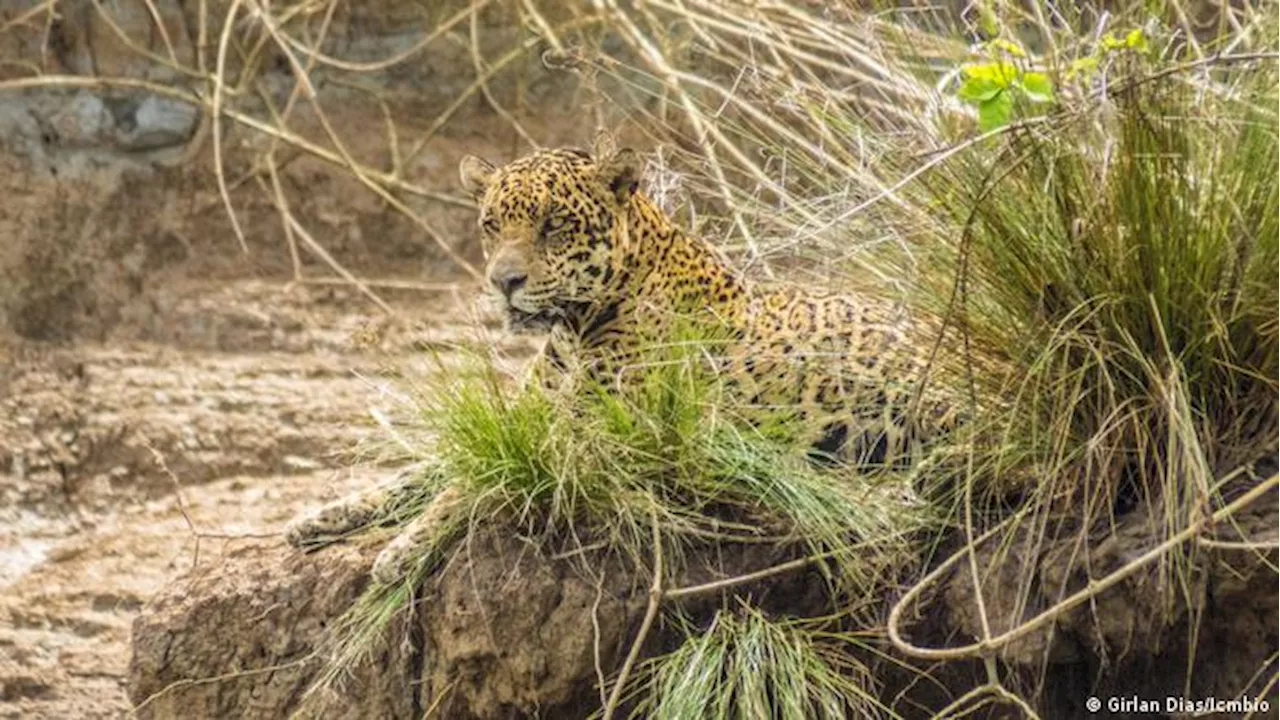 Petróleo ameaça onças e maior manguezal do mundo na Amazônia