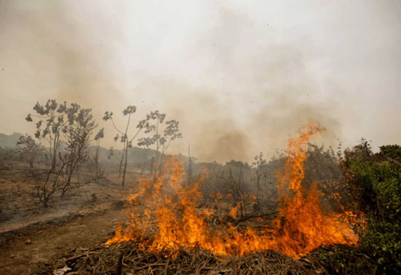 Brasil tem área queimada em 2024 equivalente a 90% da área de Sergipe, diz Ipam