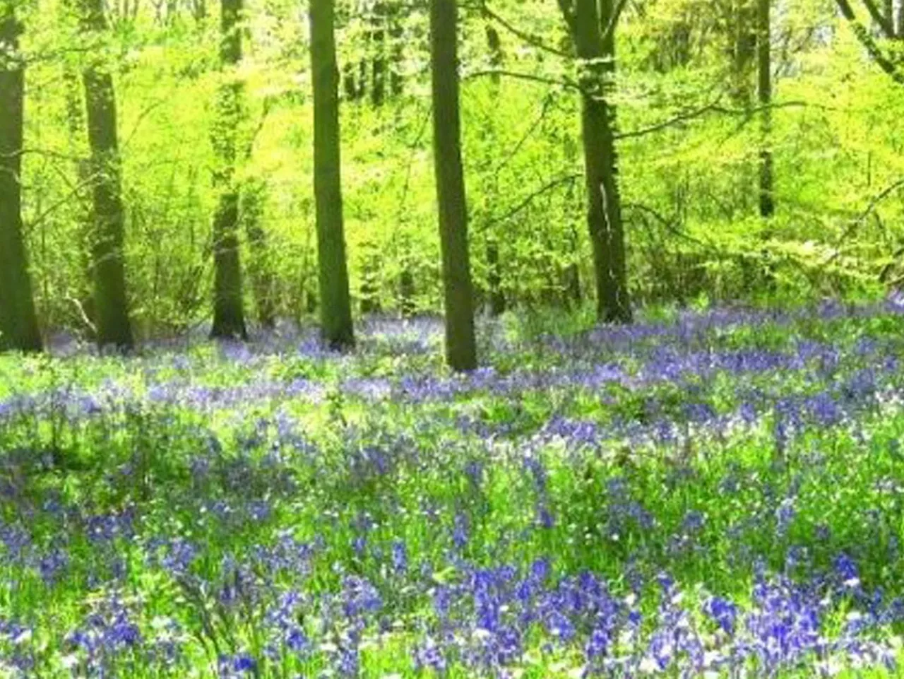 Tickets available for charity walk through bluebell wood with Shakespeare links