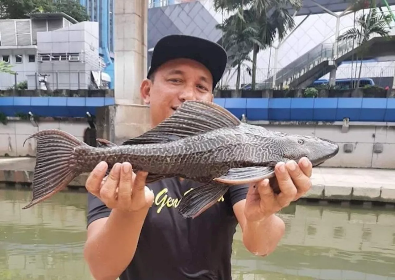 ‘Bandaraya fish’ hunters are on a mission to wipe out the ultra-invasive species