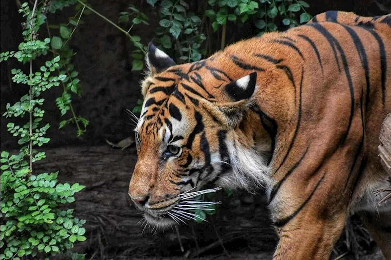 Indonesia seeks more proof that Javan tiger may no longer be extinct