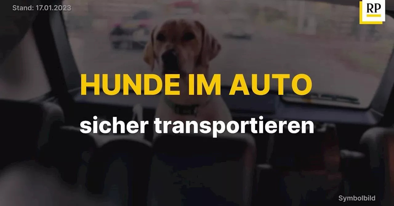 Video: Autofahren mit dem Hund: So transportieren Sie Hunde sicher im Auto