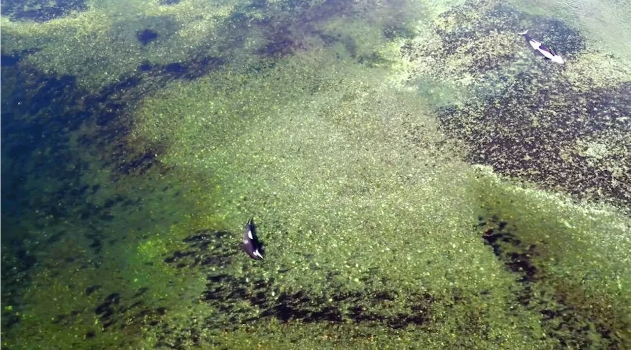 'Complex operation' underway to save orphaned orca calf off Vancouver Island