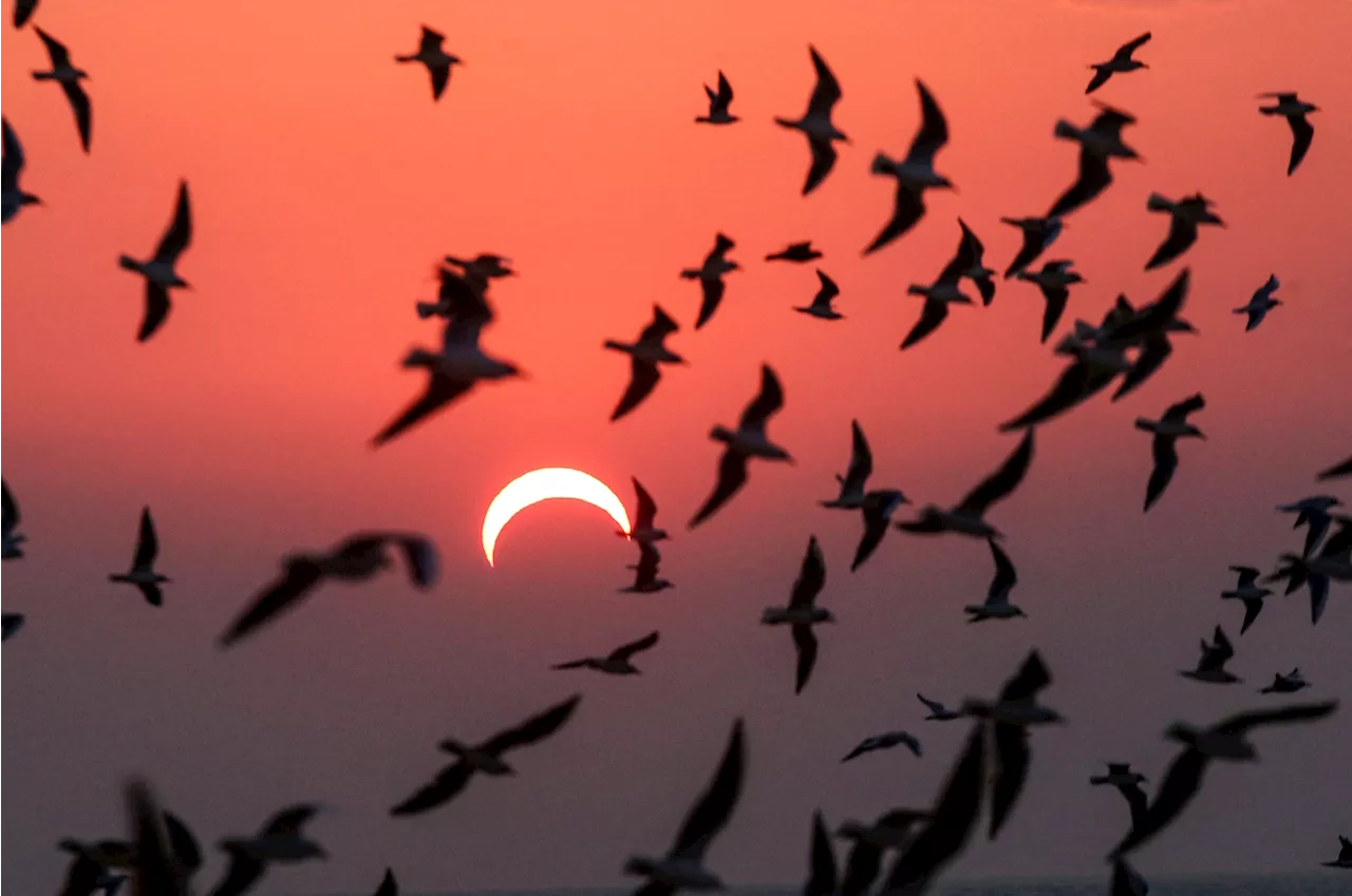 Birds, bees and even plants might act weird during the solar eclipse