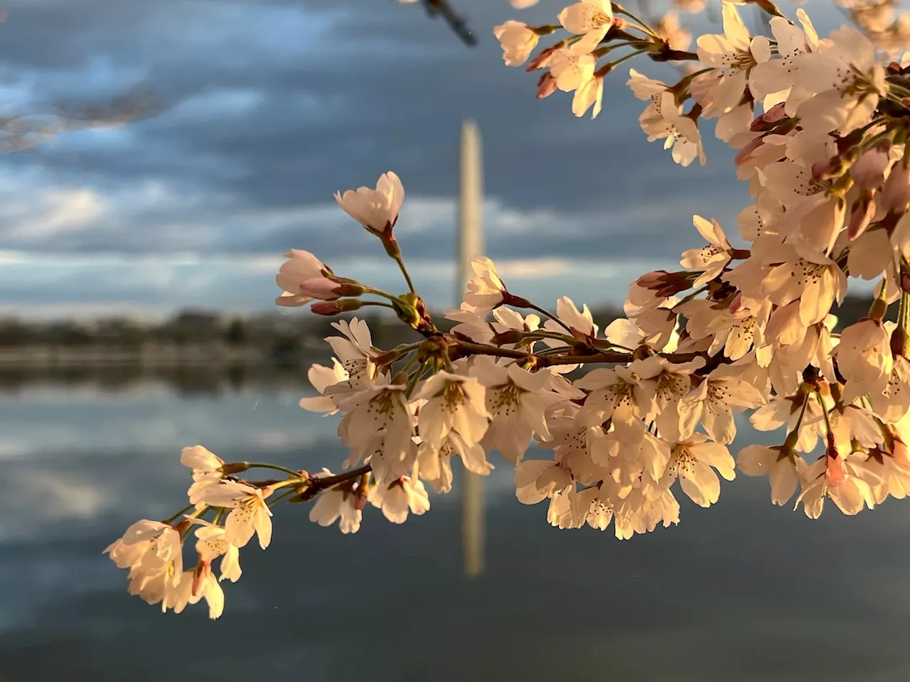 D.C.-area forecast: Turning cloudy today with damp weather Wednesday and Thursday