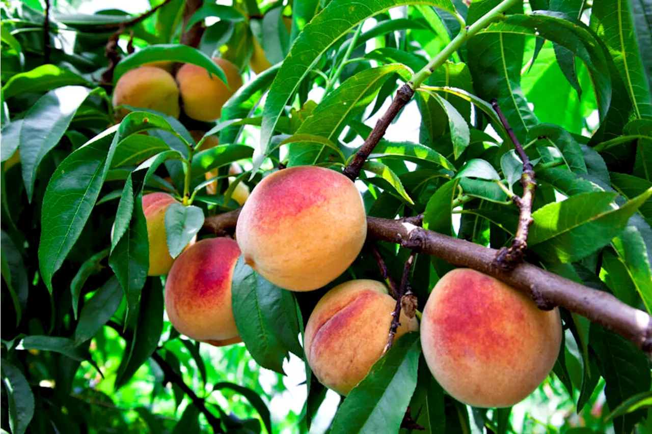 After a year without peaches, western Massachusetts farmers optimistic — for now