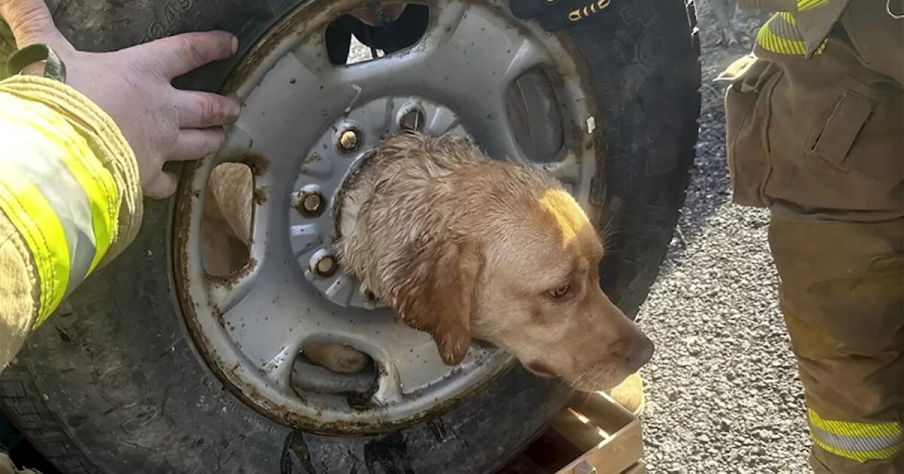 Firefighters in New Jersey come to the rescue of yellow Labrador stuck in spare tire