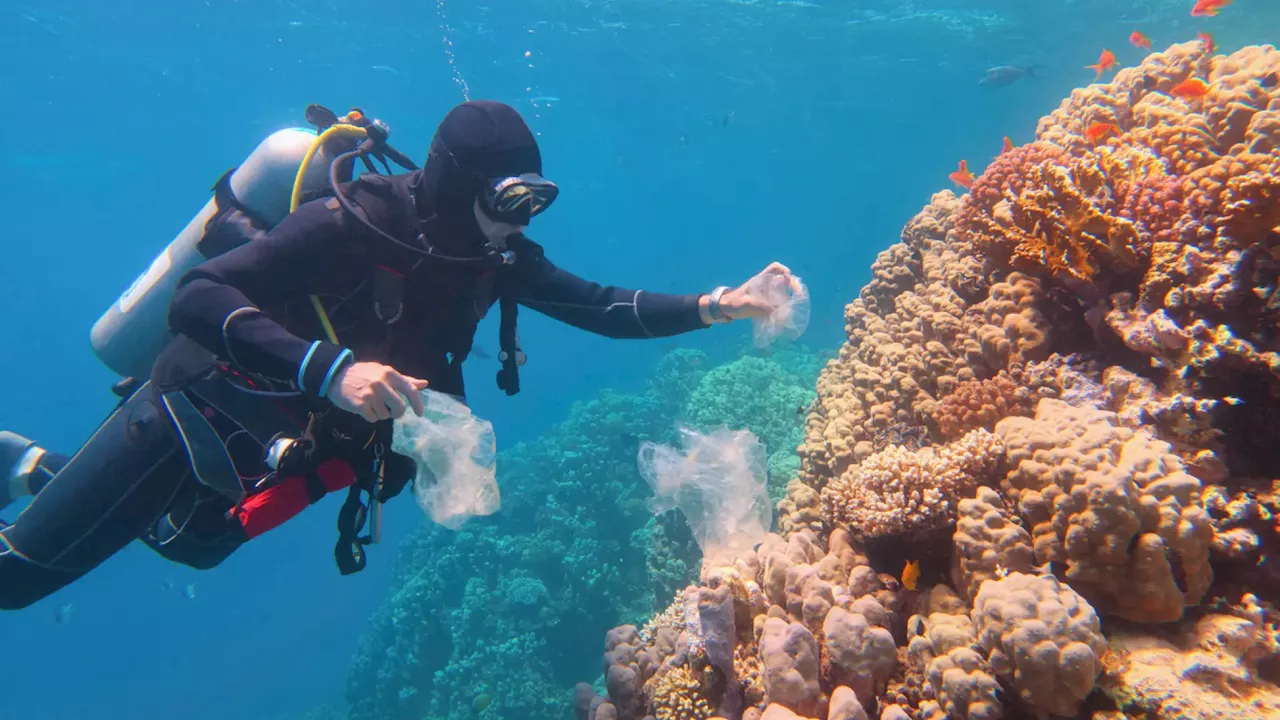 Trasplantes en los arrecifes de coral ayudan a que se recuperen: nos los cuentan 'Los Profes de Ciencias'