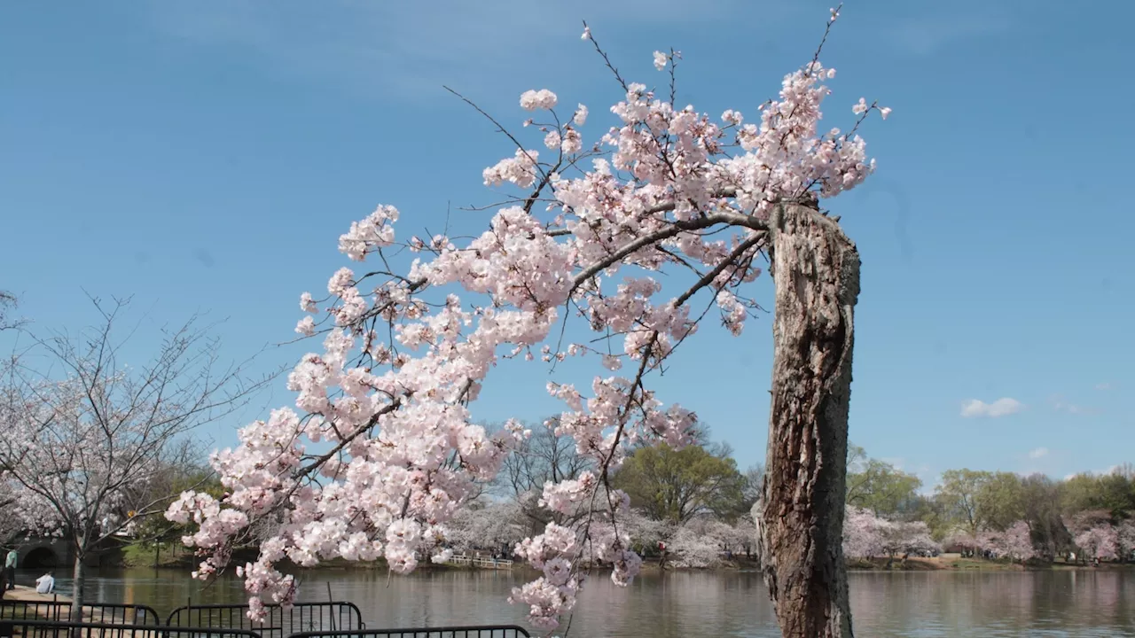 Why Stumpy, DC's iconic cherry blossom tree, is drawing so much attention