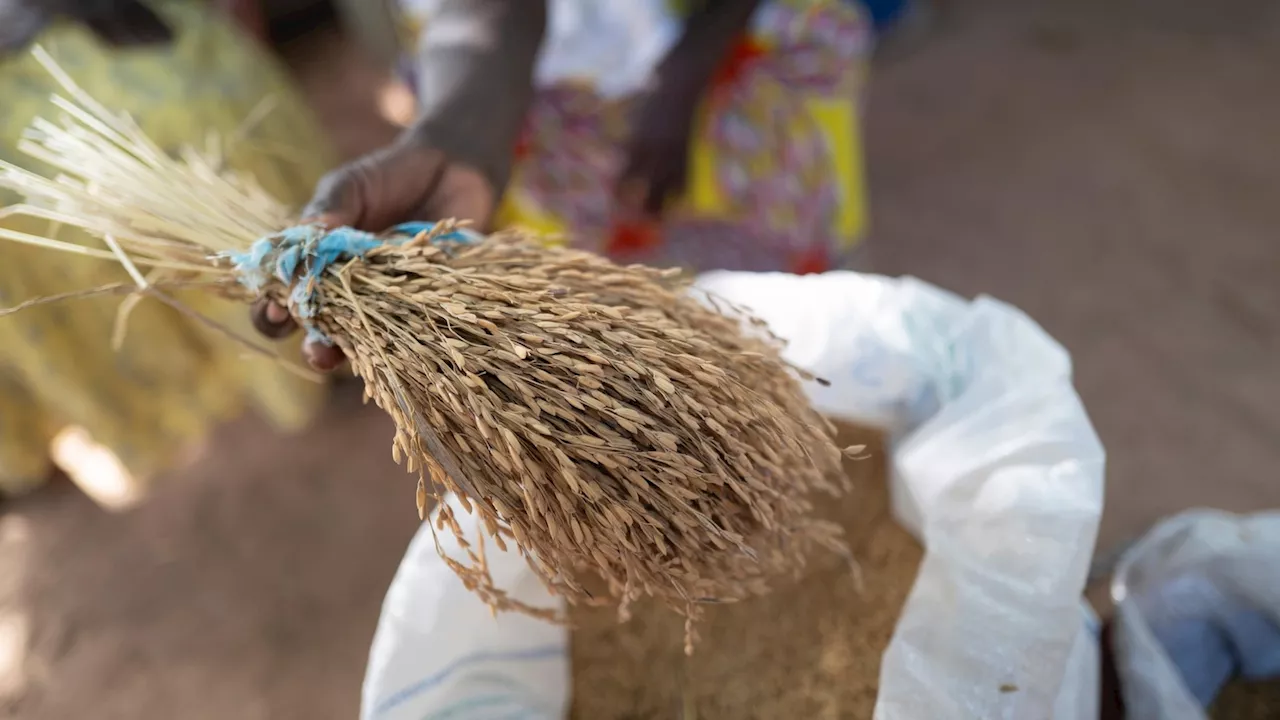 'Women farmers are invisible': A West African project helps them claim their rights — and land