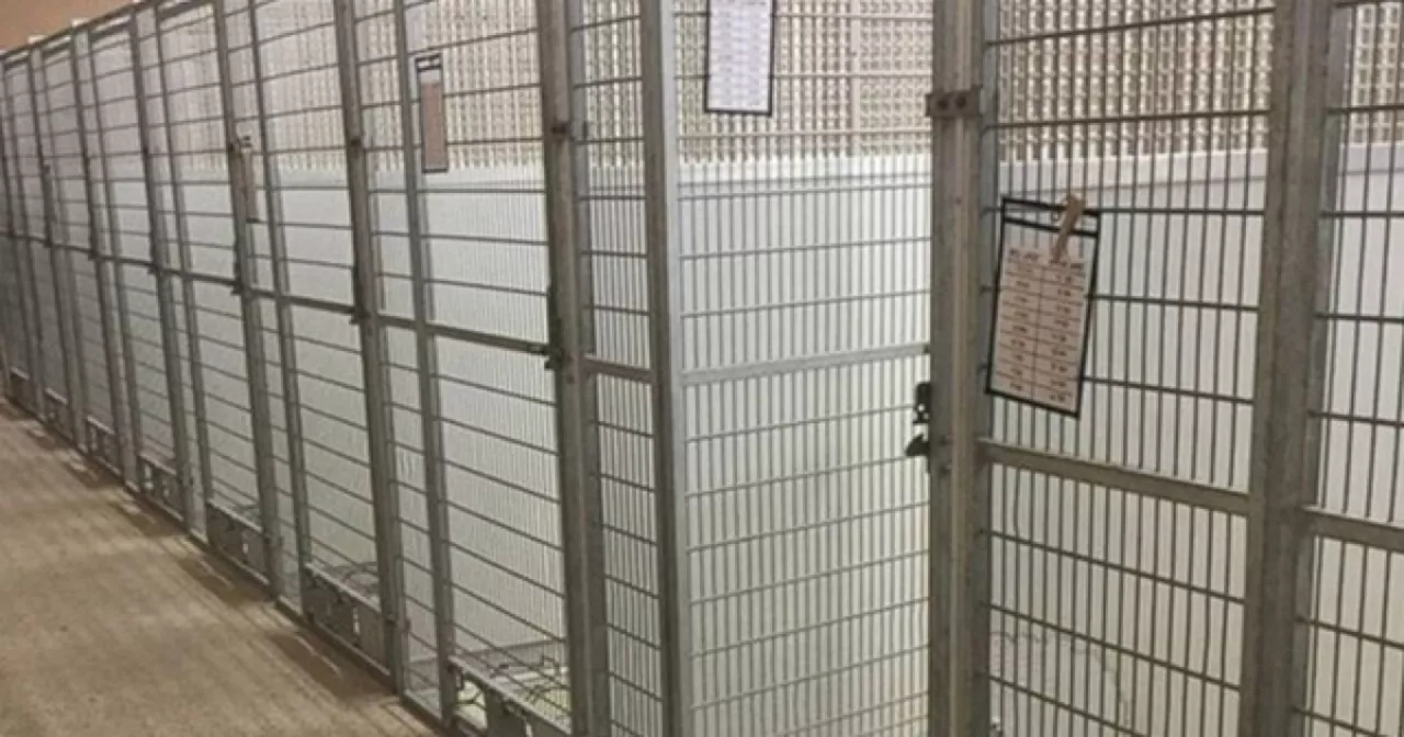 MCACC dog dies from 'Strep Zoo', operations halted while other dogs treated