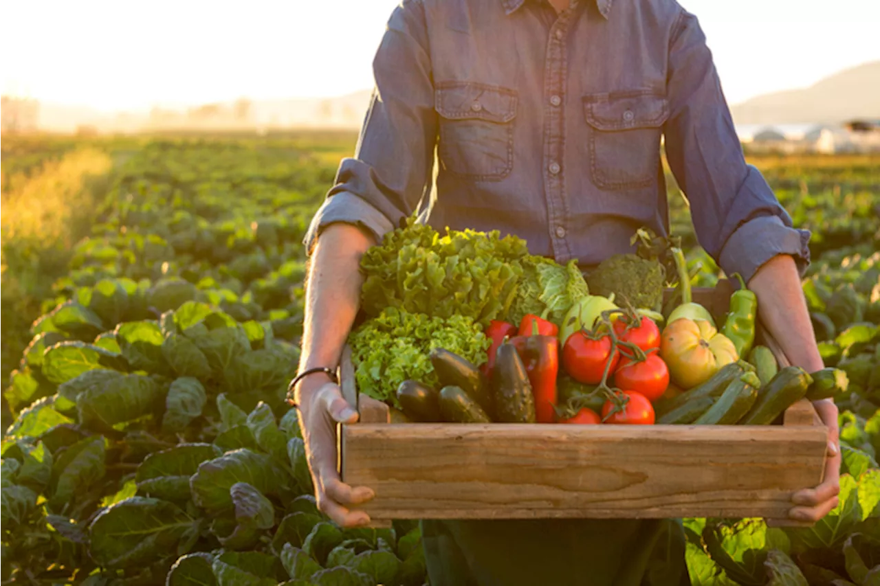 Ismea, nel 2023 sale il valore della spesa alimentare bio +0,5%