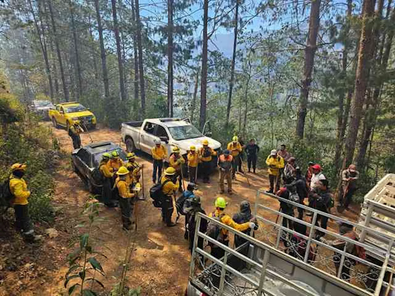 Incendio de Nogales-Maltrata alcanza Acultzingo; intensificarán labores