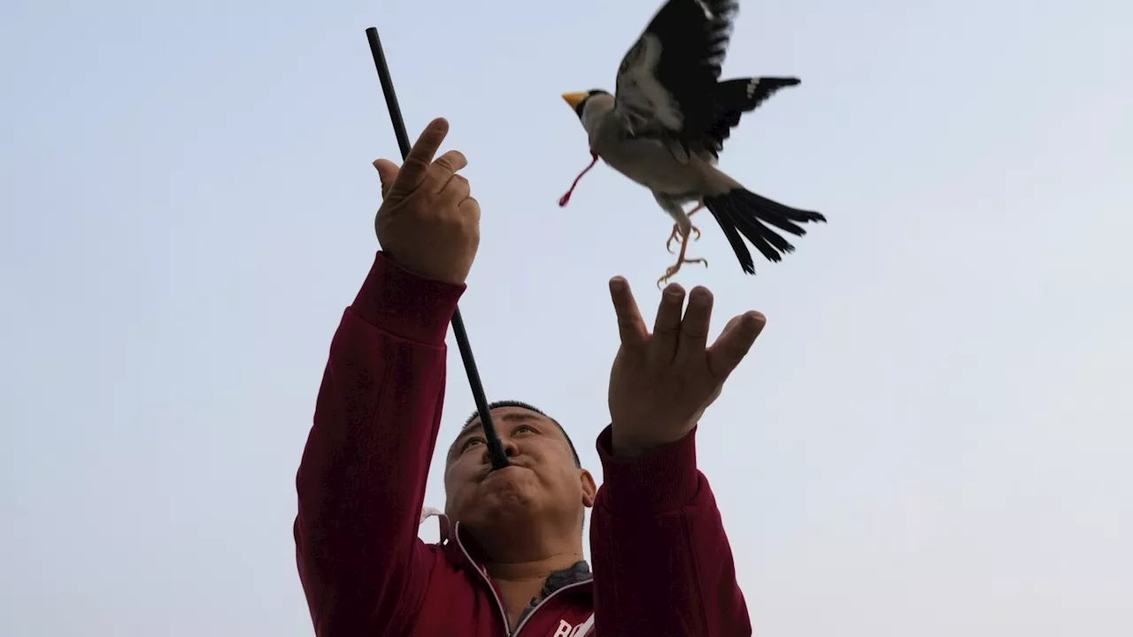 Beijingers play fetch with migratory birds in traditional game