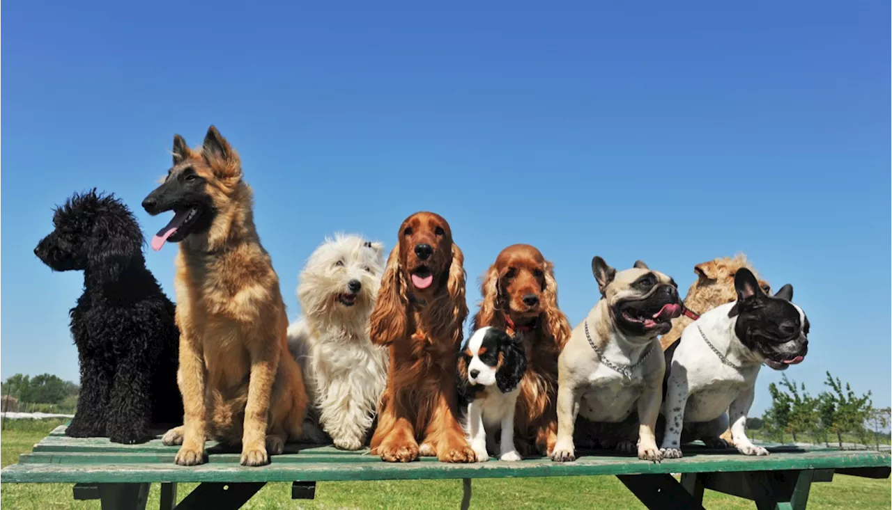 10 Most Popular Dog Breeds, American Kennel Club Data Reveals