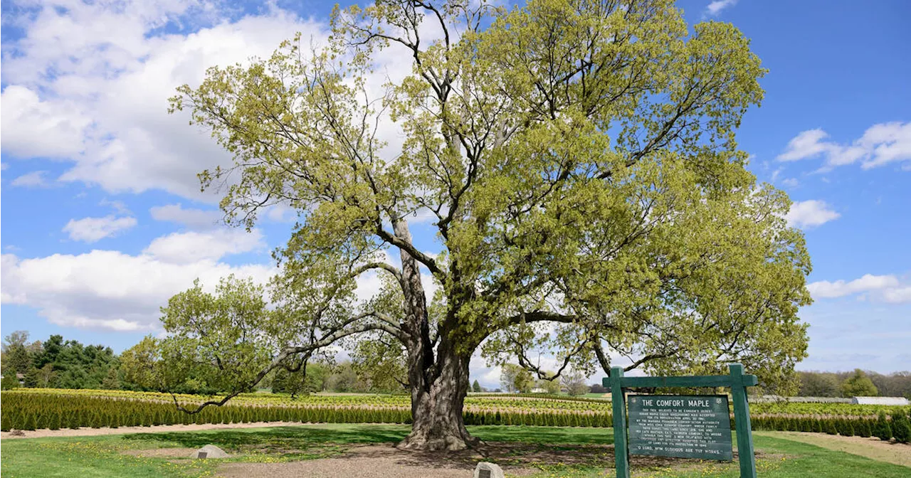 Canada's oldest maple tree is still growing in this small town in Ontario