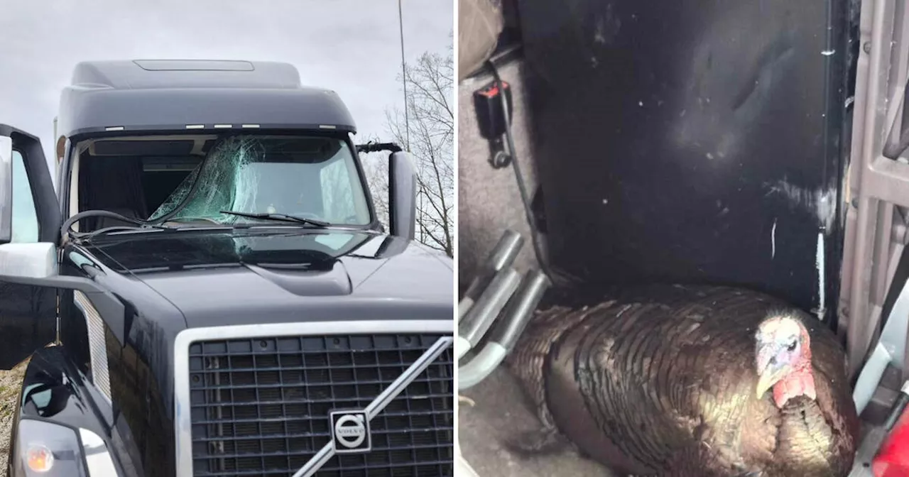 Turkey smashes through truck windshield in 'surprising encounter' on Ontario highway