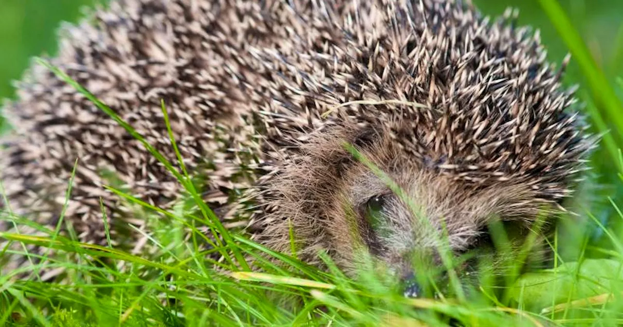 Britin verwechselt Mützen-Bommel mit Igel