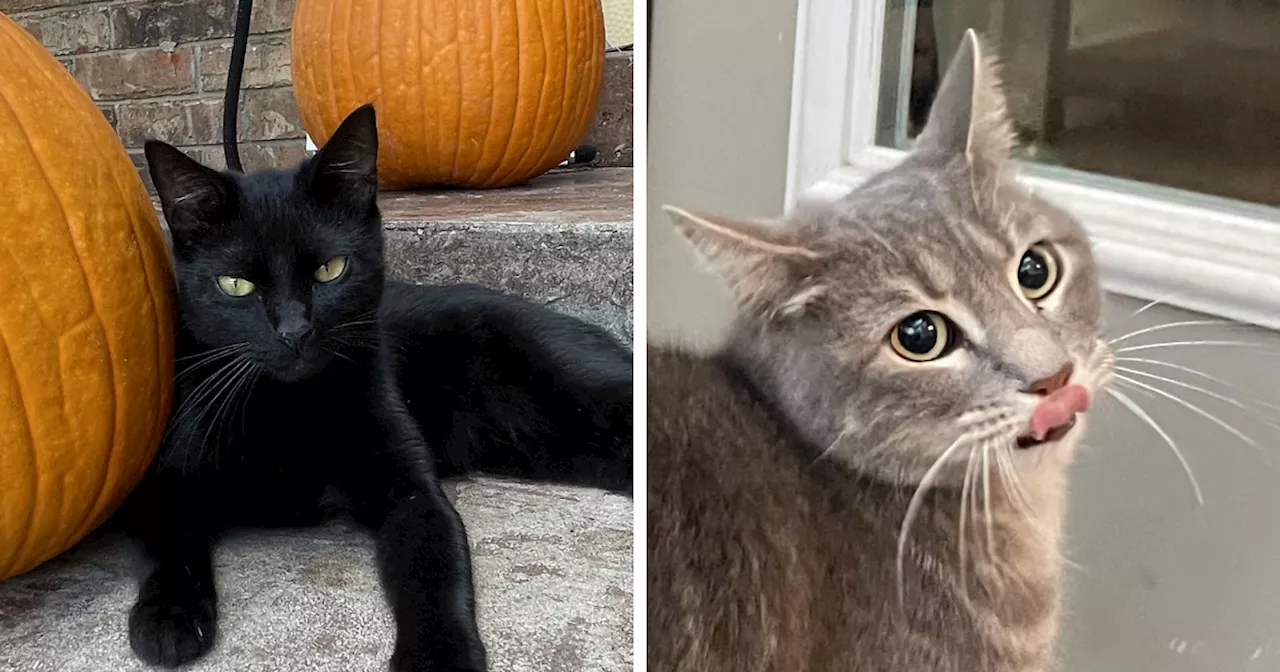 Hey Pandas, Share A Picture Of Your Cat